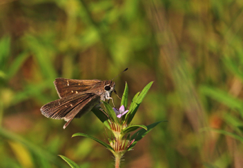 Salt Marsh Skipper